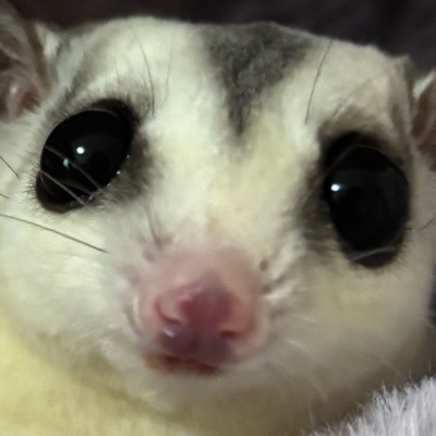 ミステリ好きなビビ