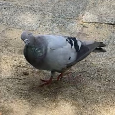 鳩みかん