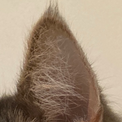 うめ