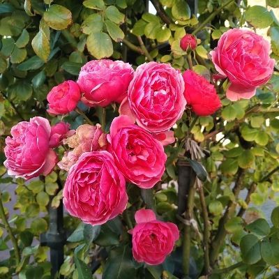 バックナックル