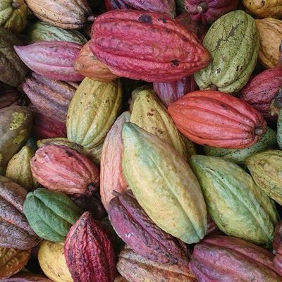 cacao
