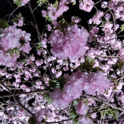 ま