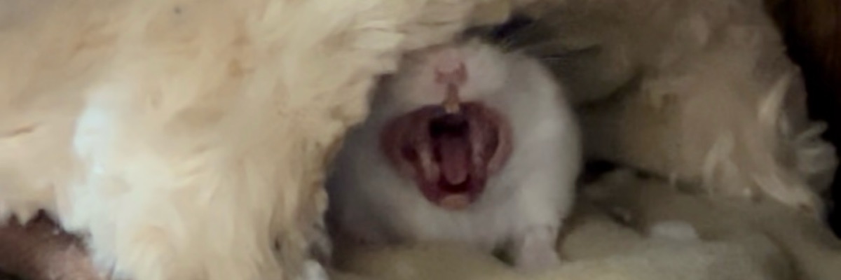 Mikut