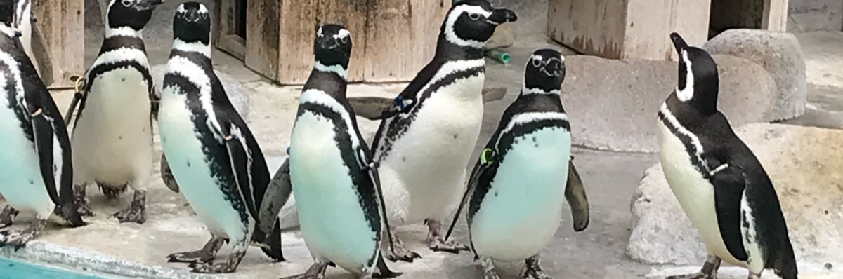 みどこ