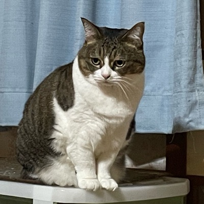 ももみい