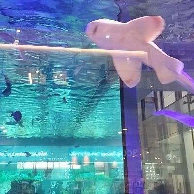 きゅうたろふ