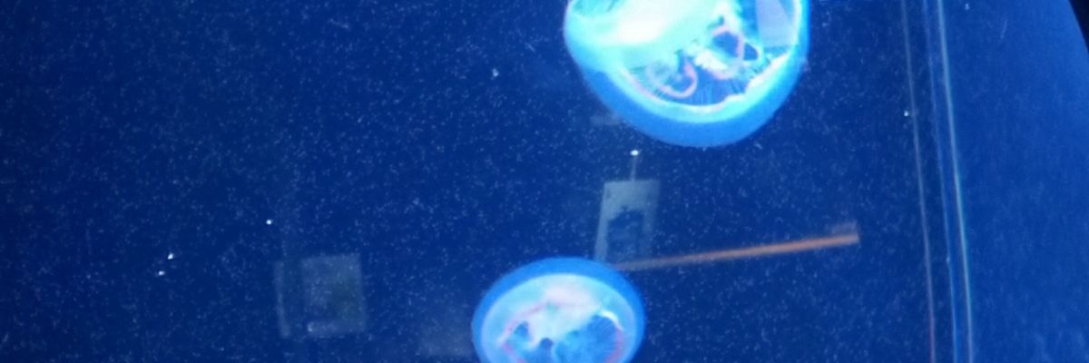 ちさ氏