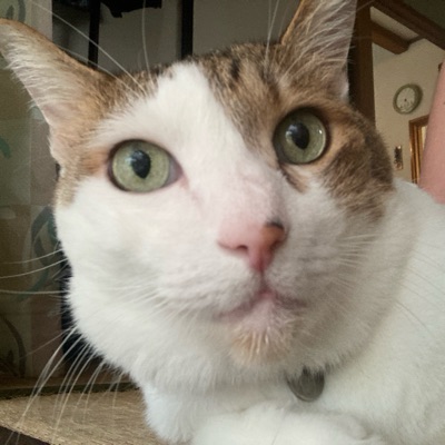 カワバンガ