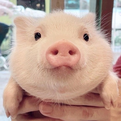 こめこま