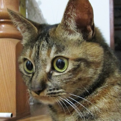 りあな