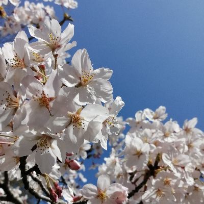 ひらさん