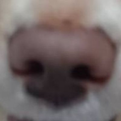 カタツムリ