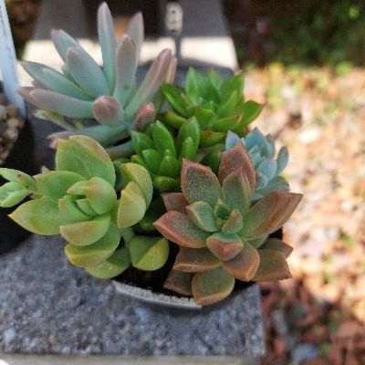 めろ