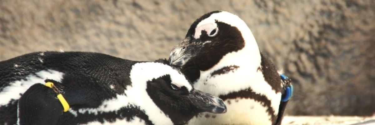 鴨山あひる