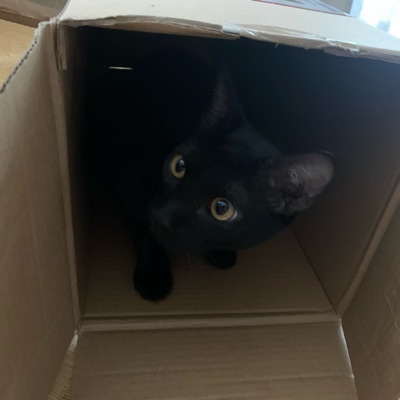 黒猫のクロさん