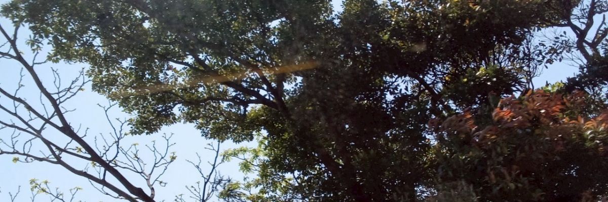マルミミぞう
