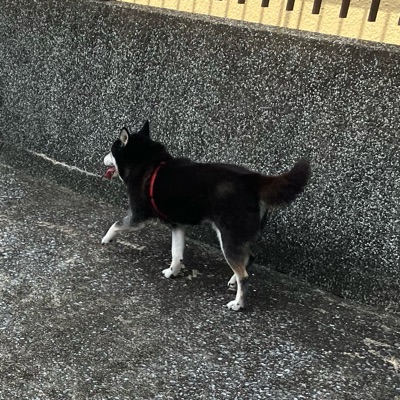 長閑