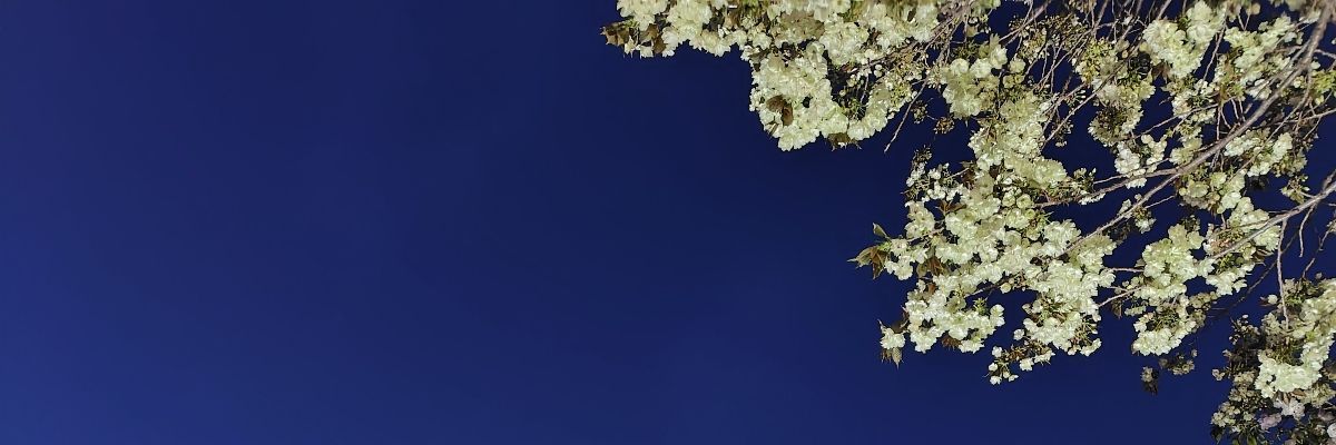 花霞