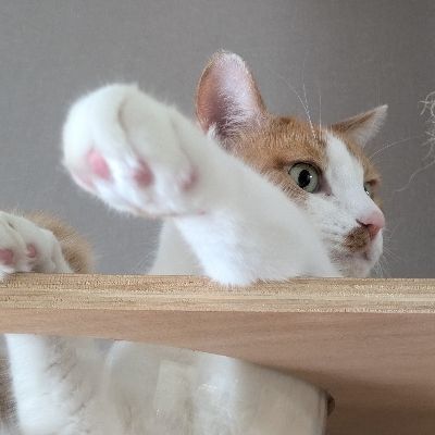 しろあしねこ