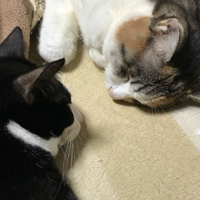こんこん
