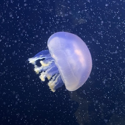 もふくらげ