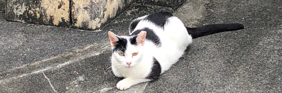 よこ