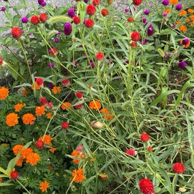 まめまめたまご