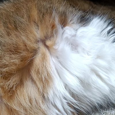 ゆう