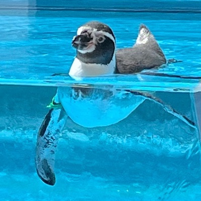 こまこま