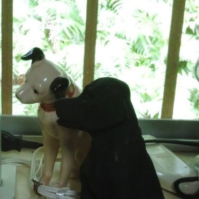 雪犬