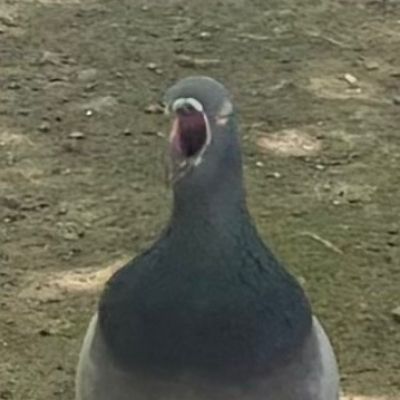 びっくりドバト