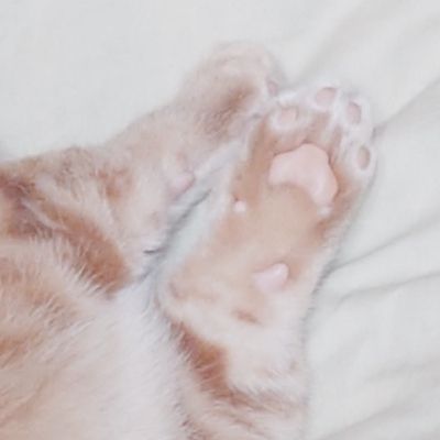 ピノ