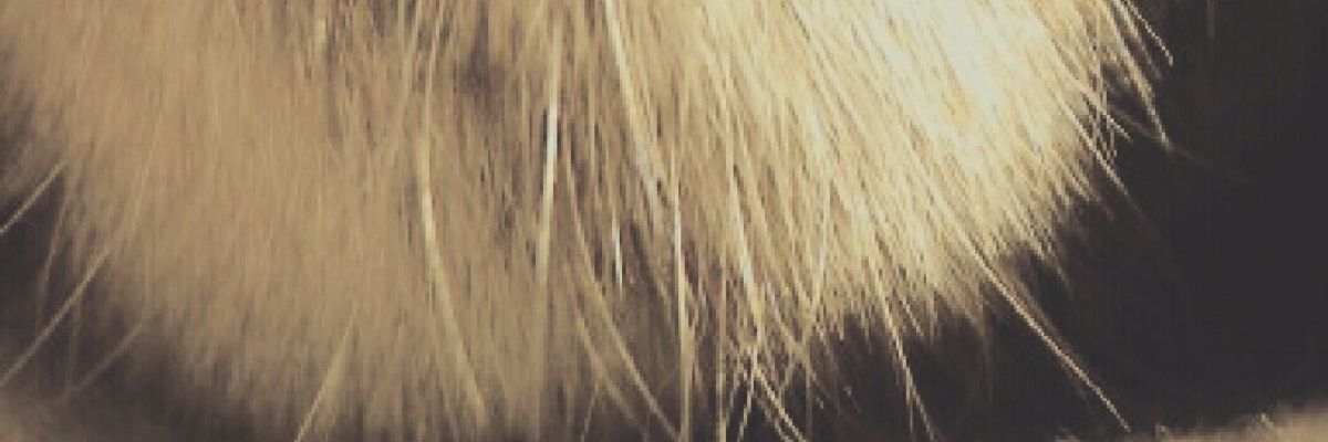 Sasarin/まゆげ