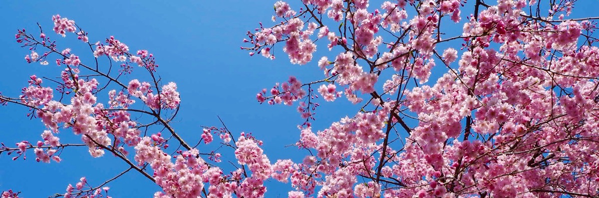 まぐろのおすし