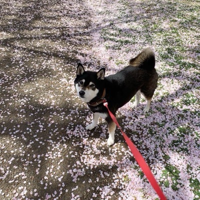 雪リンゴ
