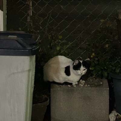 マオんちゅ