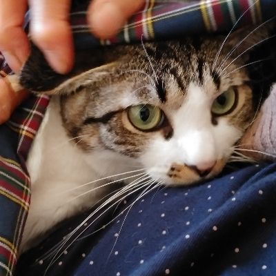 あかねこ
