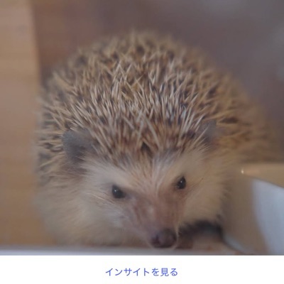 ハリジロウ