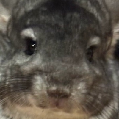 こてつ
