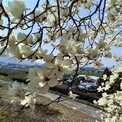 博多とおりもん