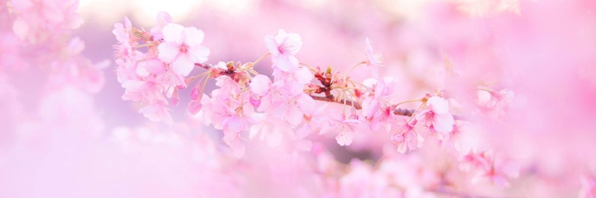 すみ