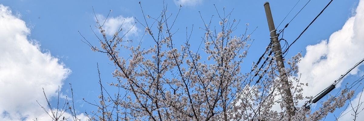 さくのしん