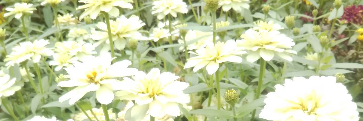 ちびくま