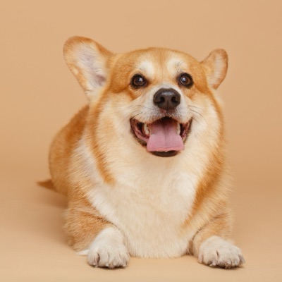 歌声よ、おこれ