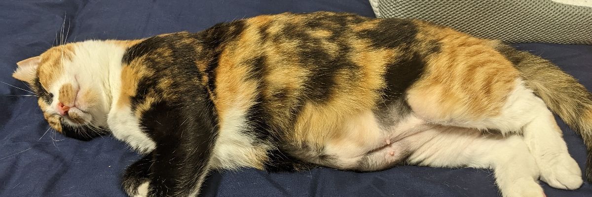たぬき